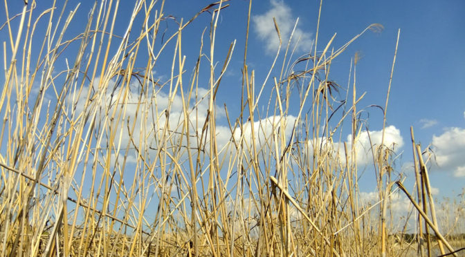 さいたま見沼 春散策