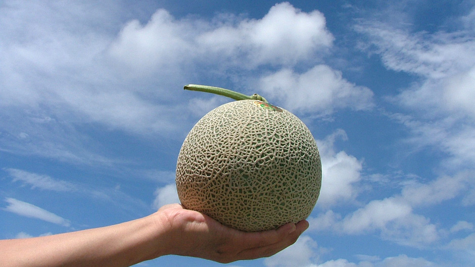 melon-2-2014